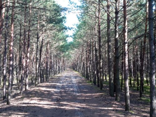 dofinansowanie, las, arimr, pomoc