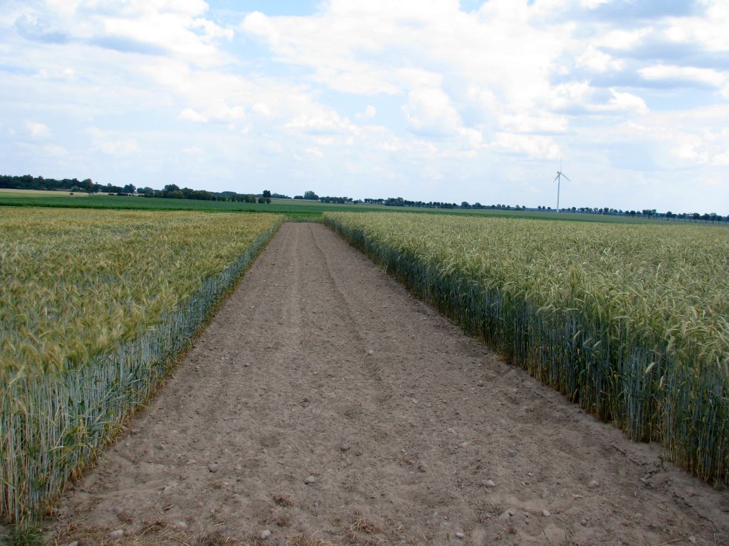 rynek zbóż, opłacalność, rentowność, produkcja rolna, kalkulacje, wir