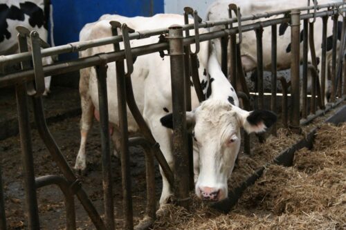 PAG, testy PAG, Idexx, glikoproteiny ciążowe, mleko, próbki mleka, ciąża krów, badanie mleka, PFHBiPM, białko, zarodek