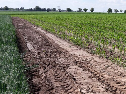koalicja biopaliw, biopaliwa, popyt na zboża, rynek zbóż