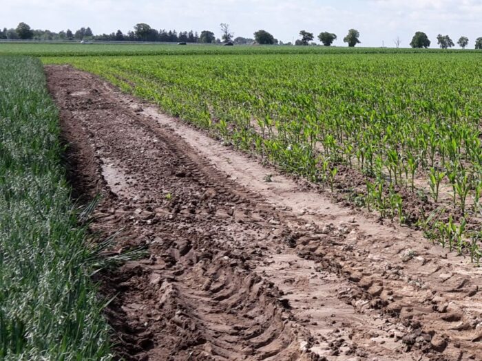 koalicja biopaliw, biopaliwa, popyt na zboża, rynek zbóż