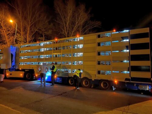 witd gorzów, itd, przewóz zwierząt, transport