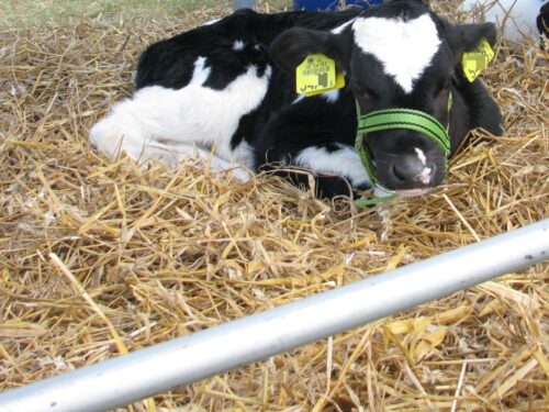 ekoschematy, dopłaty, wielkopolska izba rolnicza, wir, dobrostan