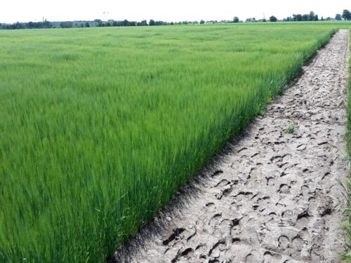 tarcza rolnicza, sondaż, dopłaty, badanie