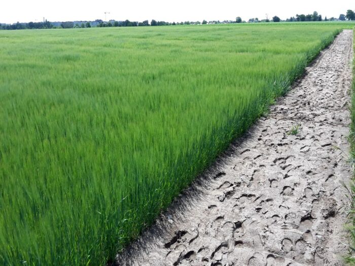 tarcza rolnicza, sondaż, dopłaty, badanie