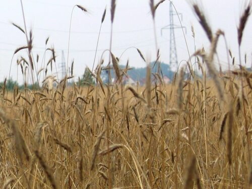 raport, susza, susza rolnicza, uprawa iung