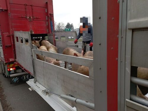 itd, witd bydgoszcz, witd poznań, przewóz trzody, ważenie, przewóz mleka