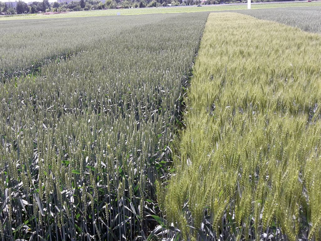 rynek zbóż, zboże, handel, eksport, ceny, ziarno, matif