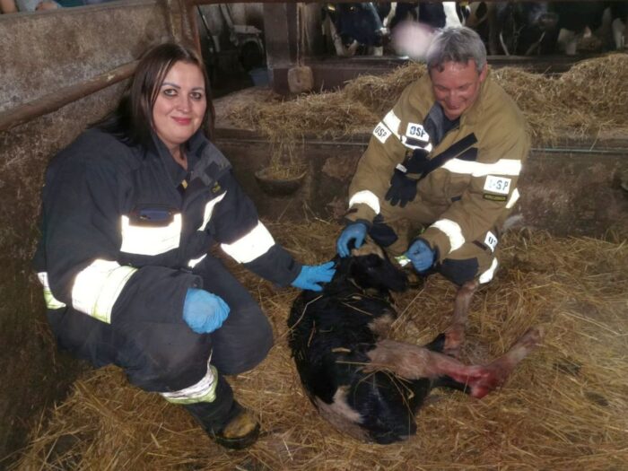 osp rzecznica, brak wody, pojenie, poród, cielę
