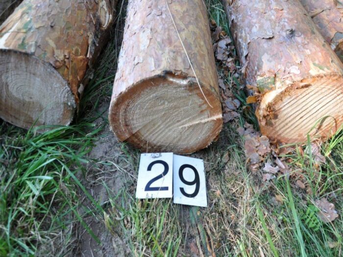 wycinka drzew, wycinka, kpp płońsk, kara za wycinkę