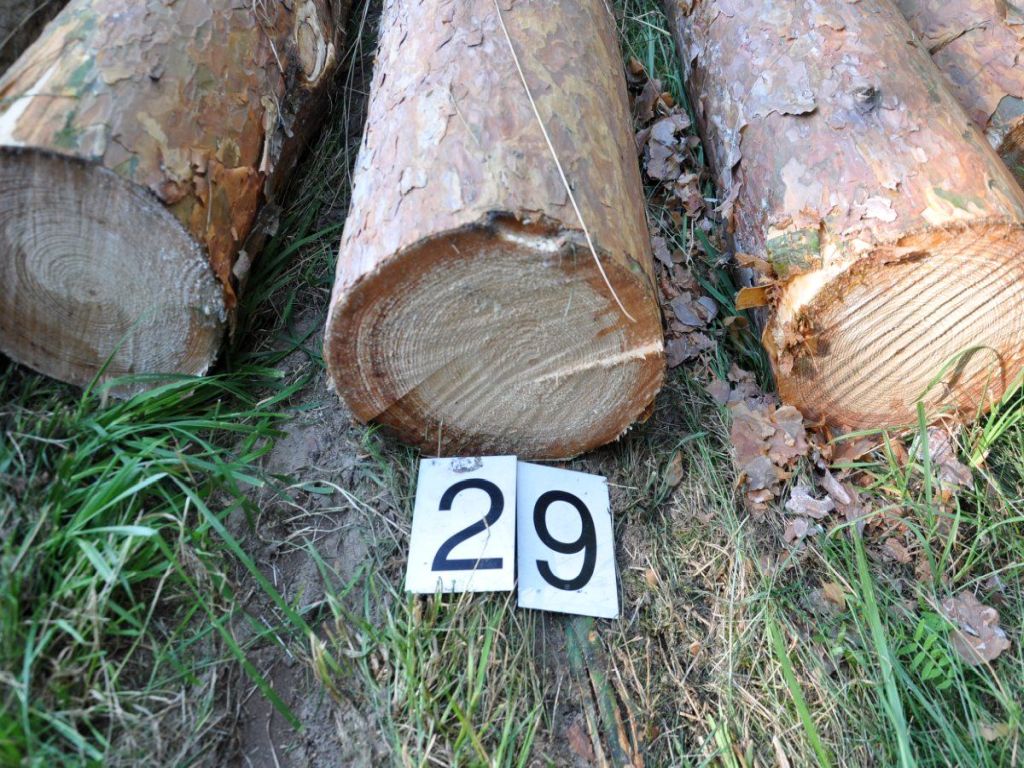 wycinka drzew, wycinka, kpp płońsk, kara za wycinkę