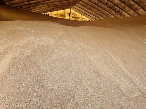 rynek zbóż, dopłata, zboża z ukrainy, projekt, dopłata do zbóż