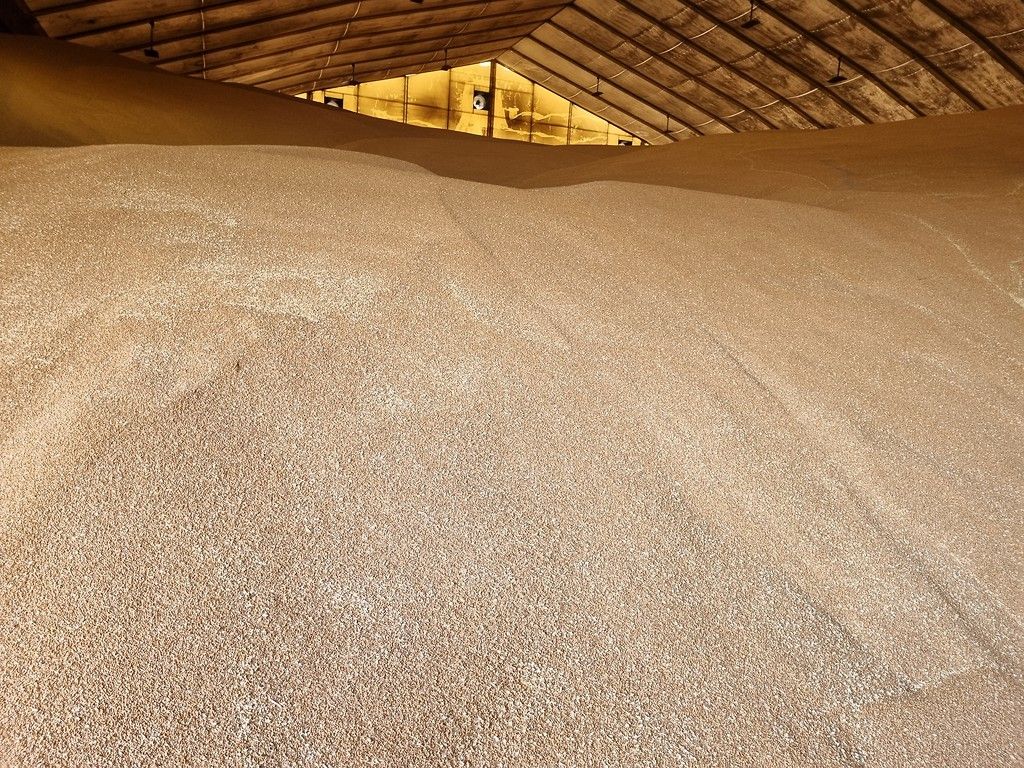 rynek zbóż, dopłata, zboża z ukrainy, projekt, dopłata do zbóż