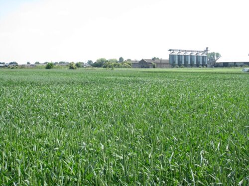 zboże z ukrainy, v4, cło, izby rolnicze