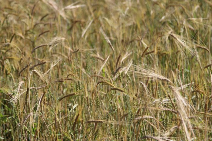 zboże, zboże z ukrainy