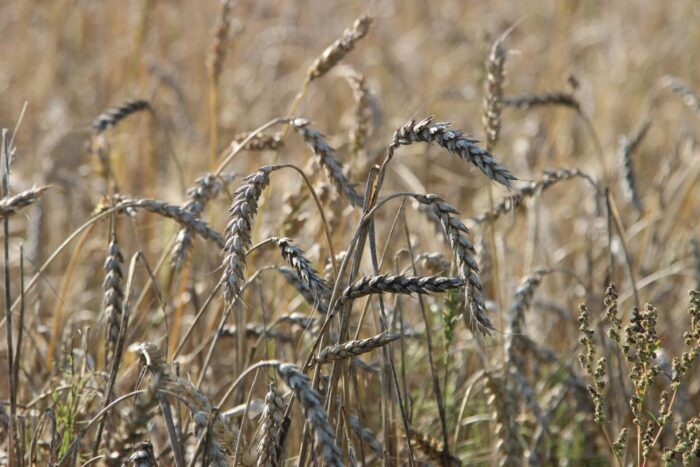 zboża, korzenie, trawy, naukowcy, USA, zwiększenie odporności upraw na niedobór wody, Stanford University