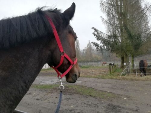 konie, wypadek, zderzenie, kmp koszalin, kpp przasnysz