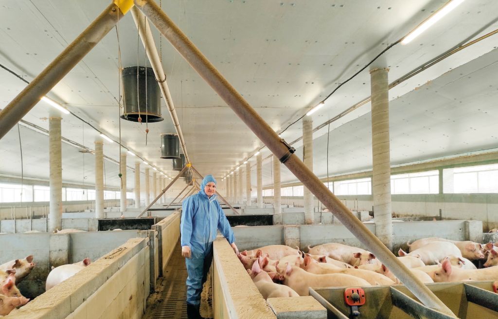 tuczniki, trzoda chlewna, tucz kontraktowy, Agri Plus, żywiec wiep