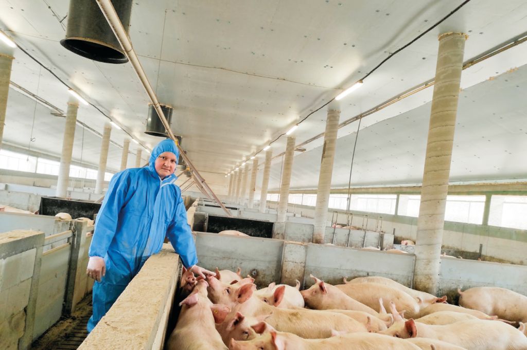 tuczniki, trzoda chlewna, tucz kontraktowy, Agri Plus, żywiec wiep