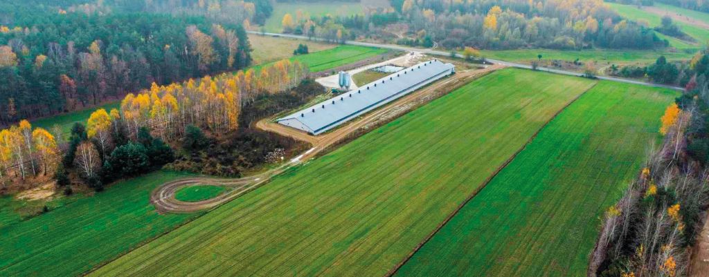 tuczniki, trzoda chlewna, tucz kontraktowy, Agri Plus, żywiec wiep