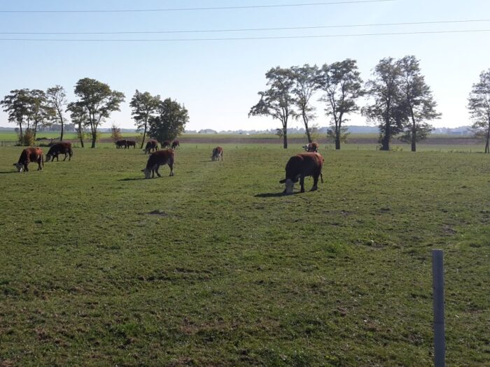 bydło, ubój, pasza, koszty, hiszpania, susza