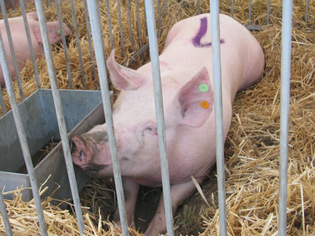 wir, wielkopolska izba rolnicza, chów trzody, świnie, opłacalność