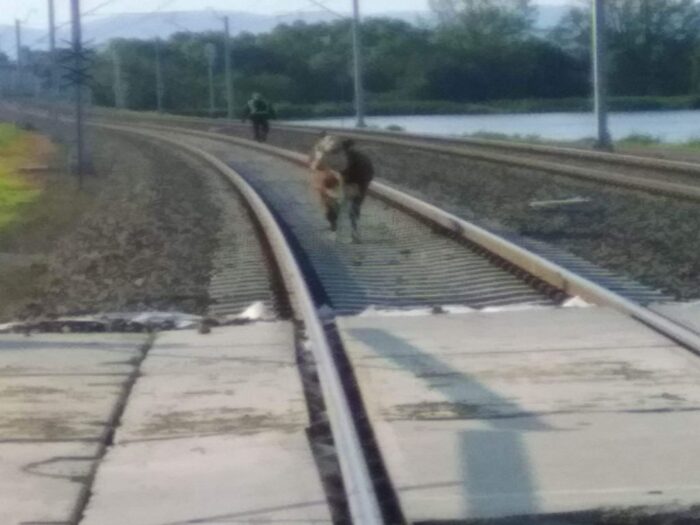 krowy, cielaki, torowisko, ucieczka, sm czechowice-dziedzice