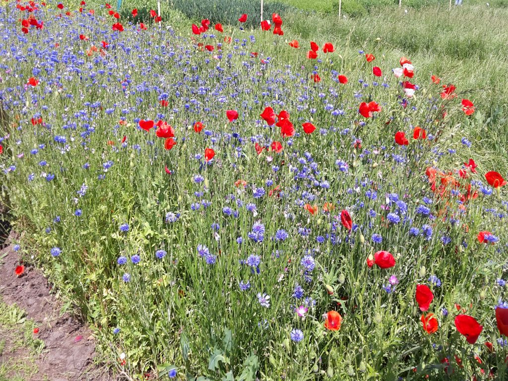 rozporządzenie, wnioski, dopłaty, ps wpr