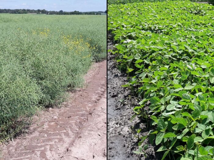 dolnośląska izba rolnicza, dir, dopłaty, rzepak, soja