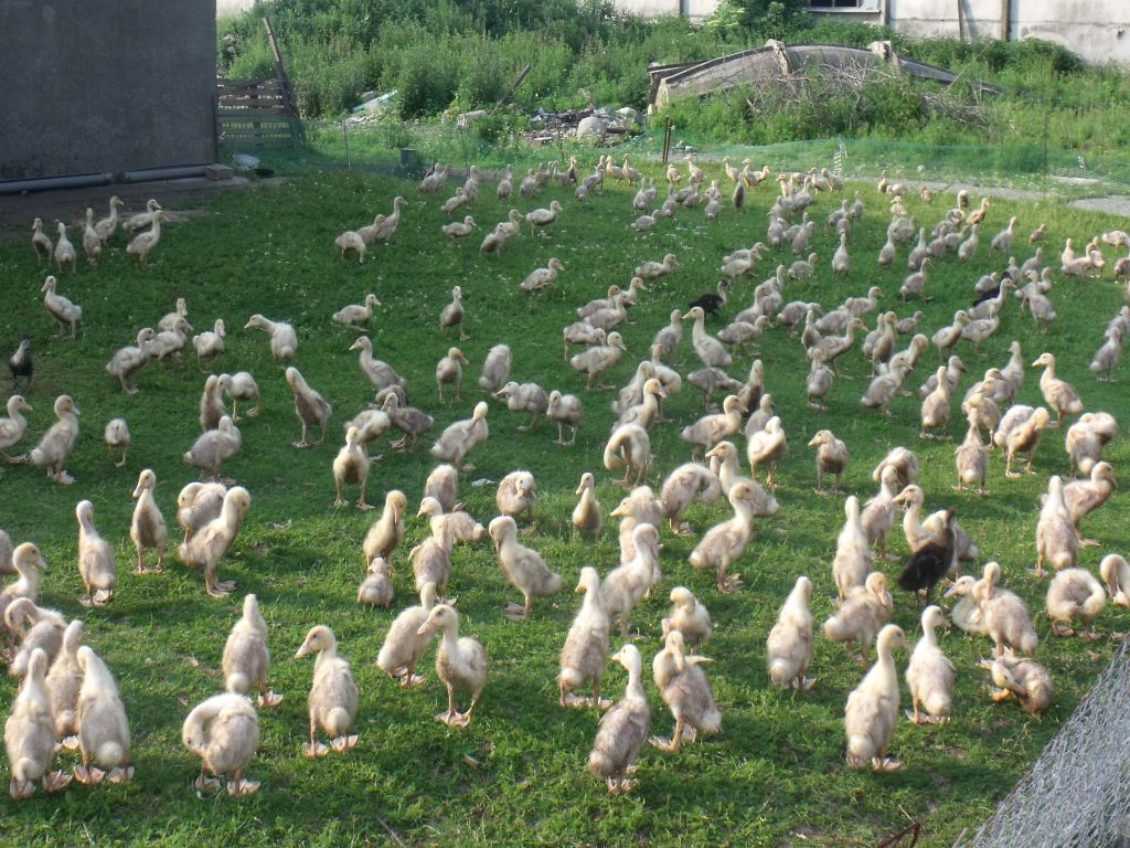 rekompensaty, drób, hodowla, produkcja jaj, rozporządzenie