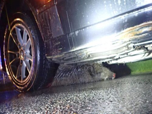 kp psp przasnysz, łoś, łosica, dzik, kp psp starachowice