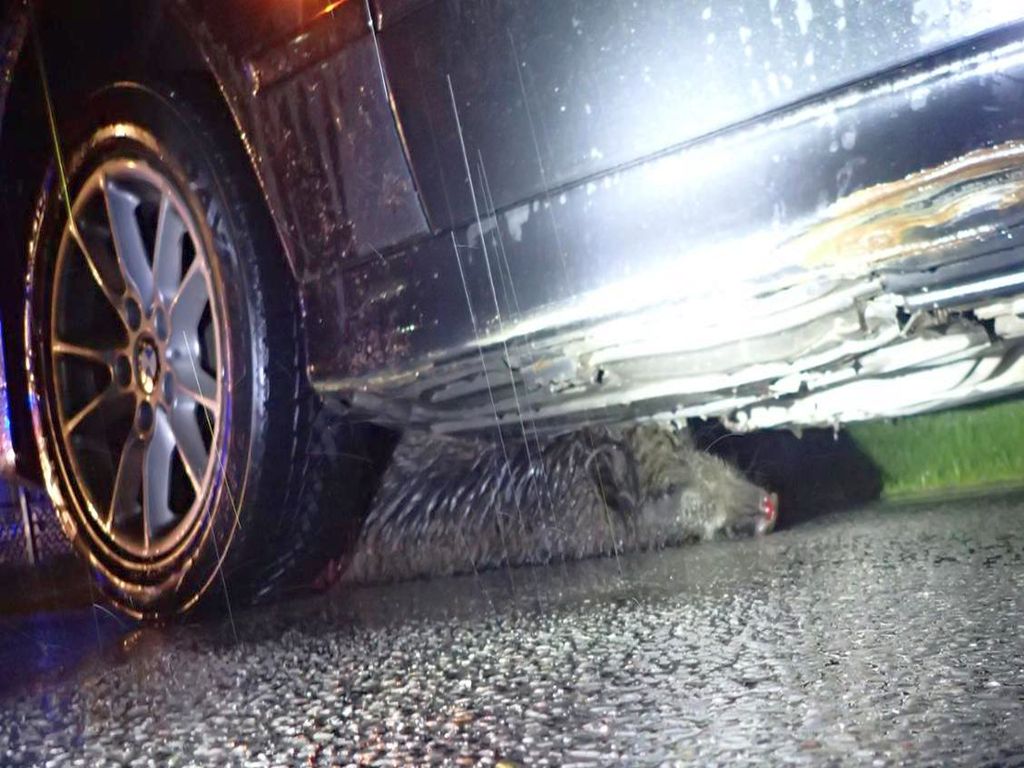 kp psp przasnysz, łoś, łosica, dzik, kp psp starachowice