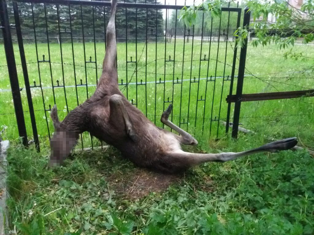 kp psp przasnysz, łoś, łosica, dzik, kp psp starachowice