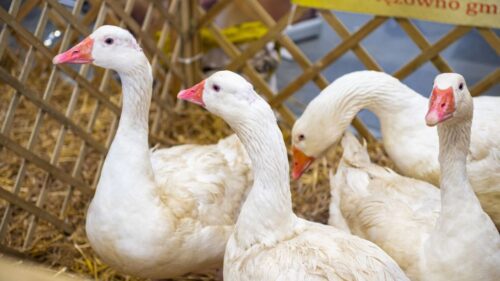 drób wodny, gęsina, mięso kacze, gęsi, kaczki, de heus, produkcja drobiu, Marcin Szukalski