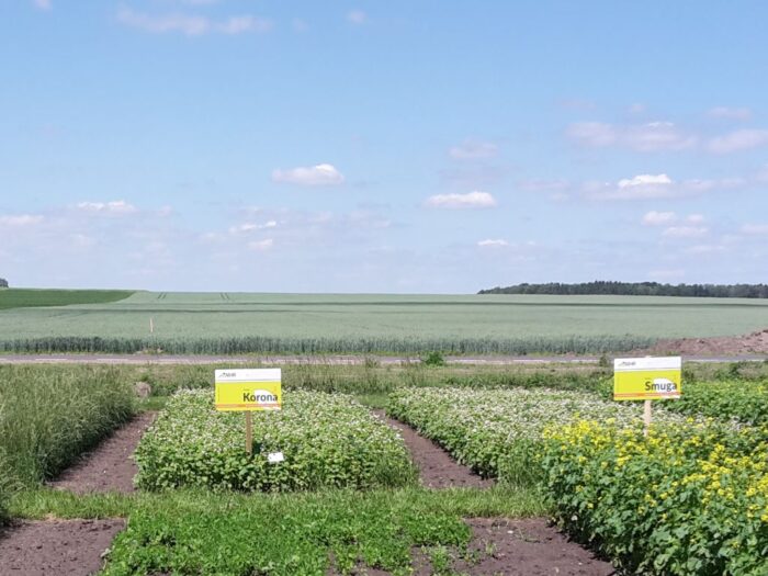 pszenica, zboże, gryka, wsparcie, pomoc