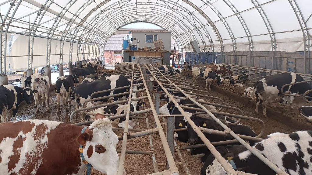 hale łukowe, obory dla krów mlecznych, fundamenty, szkielet hali łukowej, pokrycie hali, kubatura, stół paszowy, cielęta