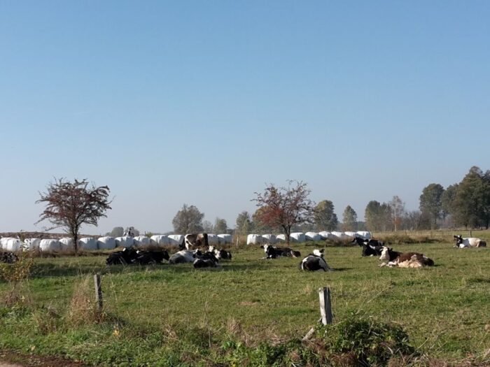 spurek, uchwała, rezolucja, europoseł, hodowla zwierząt