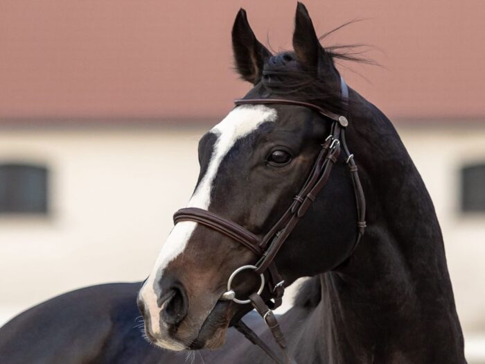 ogier, yucatan, stadnina, wypadek, stadnina krasne, stado ogierów łąck