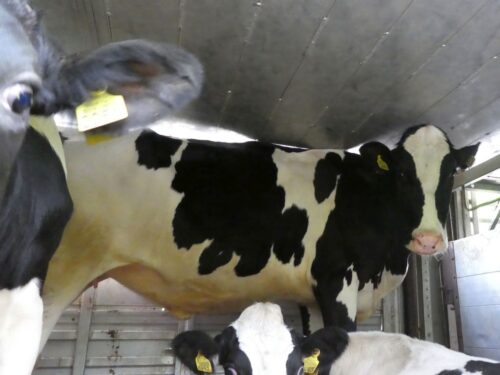 itd, lubelskie, kontrole, przewóz zwierząt