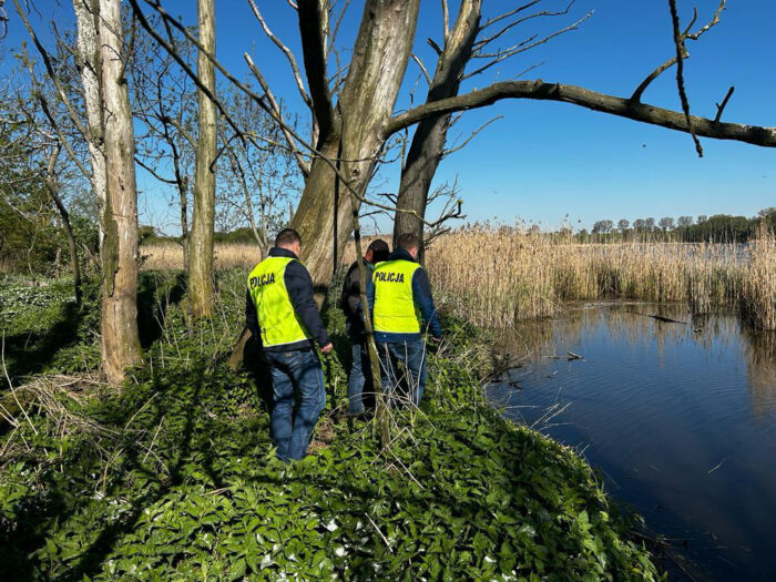 kpp żnin, jezioro tonowskie, kormorany, pisklęta, gniazda