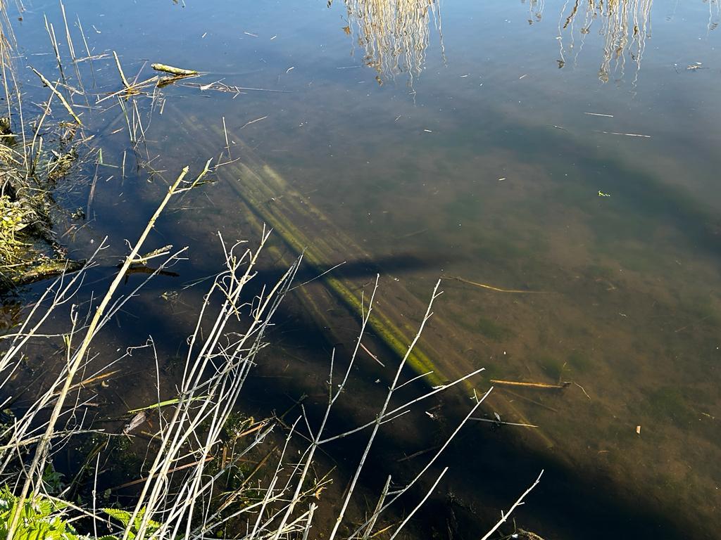 kpp żnin, jezioro tonowskie, kormorany, pisklęta, gniazda