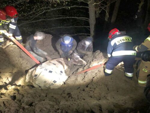 krowa, uwięziona krowa, bagno, kp psp mrągowo