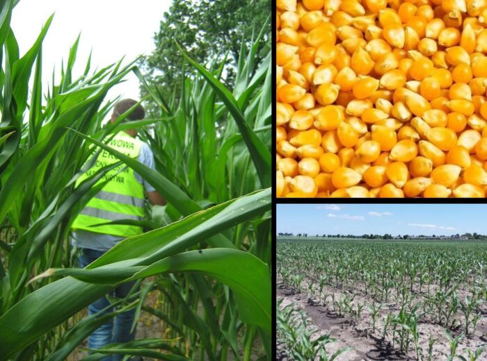 kukurydza, kukurydza mon810, materiał siewny, wiorin bydgoszcz