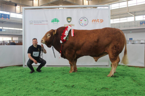 XXX Narodowa Wystawa Zwierząt Hodowlanych, bydło mięsne, czempion, superczempion, krowy, jałówki, buhaje