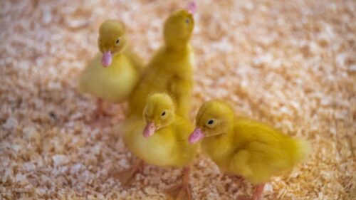 drobiarze, drób, białko paszowe, cel wskaźnikowy dla białka paszowego, GMO, nonGMO, polskie białko, śruta sojowa, drób