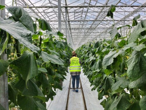 nowalijki, warzywa, kontrola, pozostałości śor, piorin