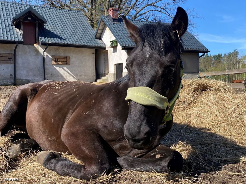 koń, utrzymanie, znęcanie się, zarzut