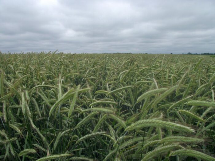 komisarz, wojciechowski, ue, pomoc kryzysowa