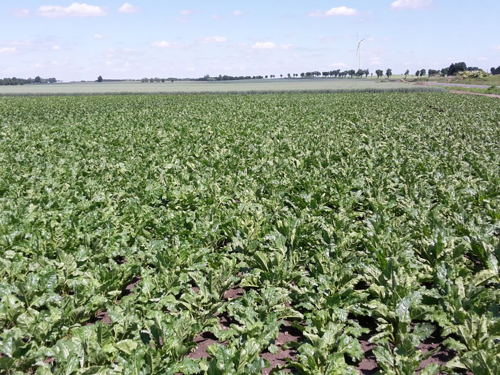 komisarz ue, wojciechowski, komisja europejska, ke