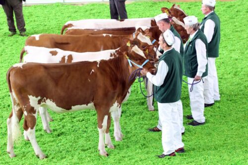 Narodowa Wystawa Zwierząt Hodowlanych, bydło mleczne, bydłoi mięsne, trzoda chlewna, drób, hodowcy zwierząt